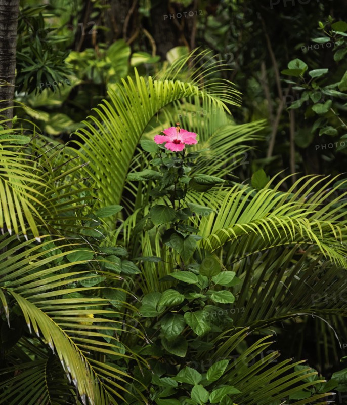 Tropical flower in bloom surrounded by palm leaves