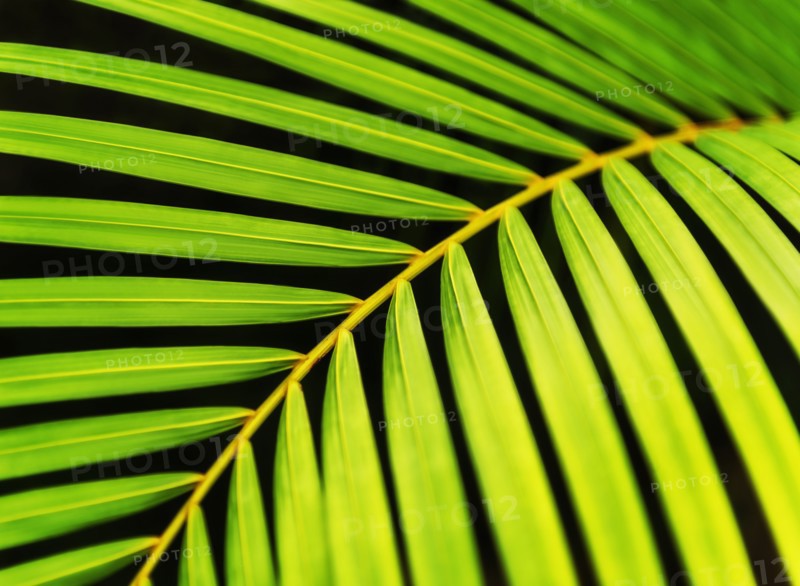 Close-up of palm leaf on black background