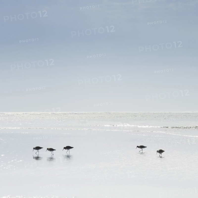 Sandpipers wading in sea
