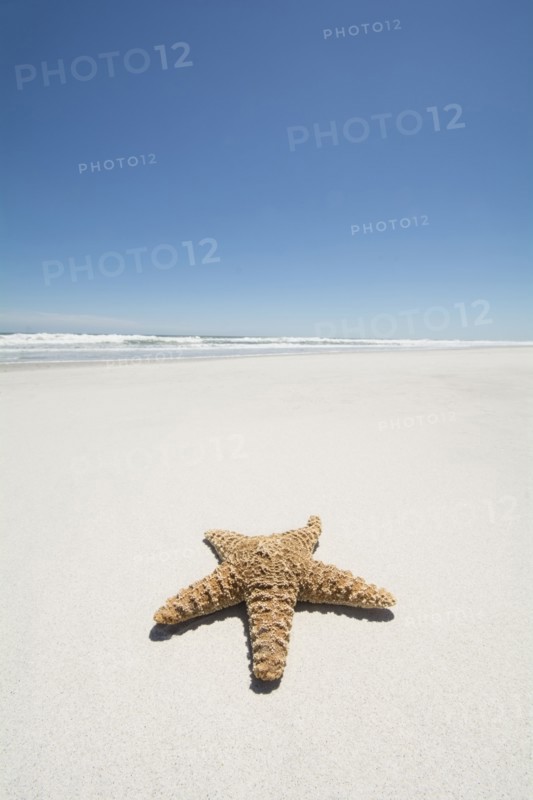 Starfish on empty sandy beach