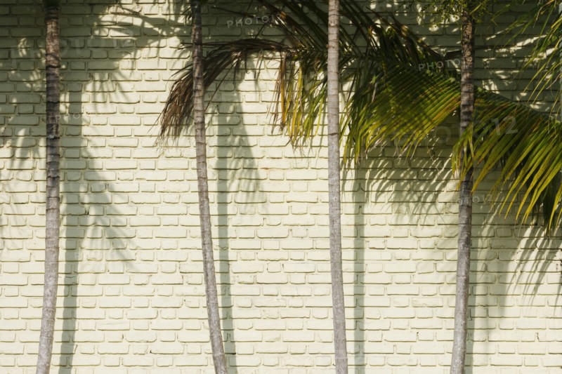 Palm trees against brick wall