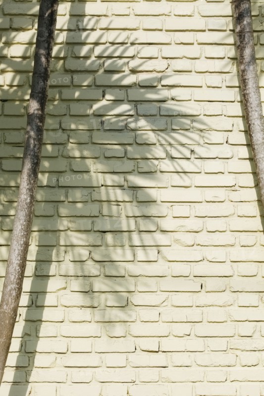 Shadow of palm tree on brick wall