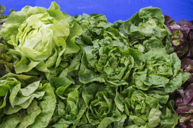 Stack of green lettuce at market