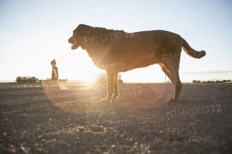 USA, Colorado, Little girl (4-5) walking on dirt road with Chocolate Labrador standing in foreground