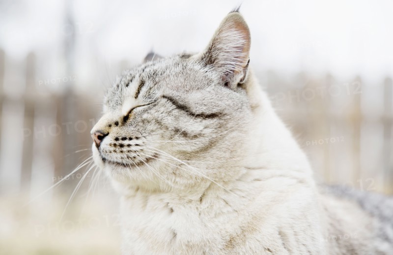 USA, Colorado, Portrait of grey cat with closed eyes