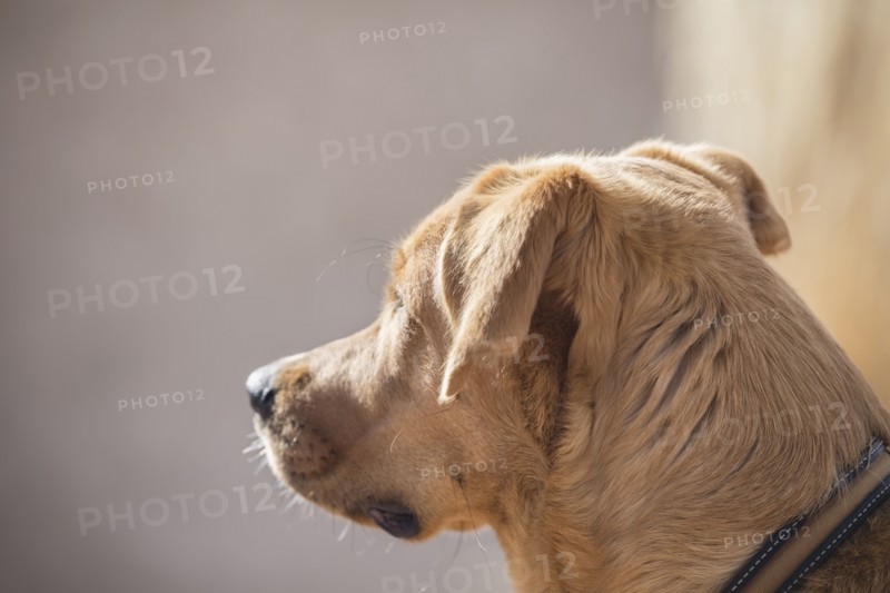 Brown dog looking away