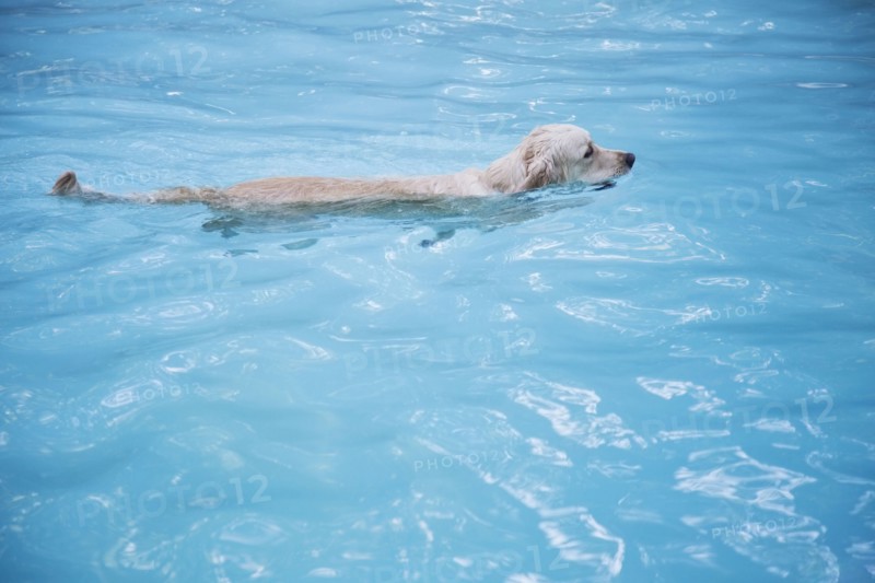 Golden retriever swimming in swimming in pool