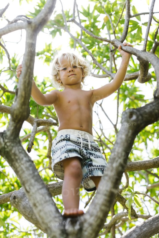 Boy (4-5) climbing on tree