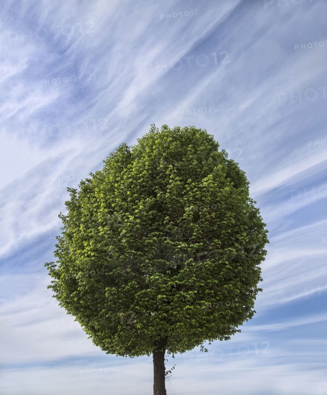 Single tree against cloudy sky
