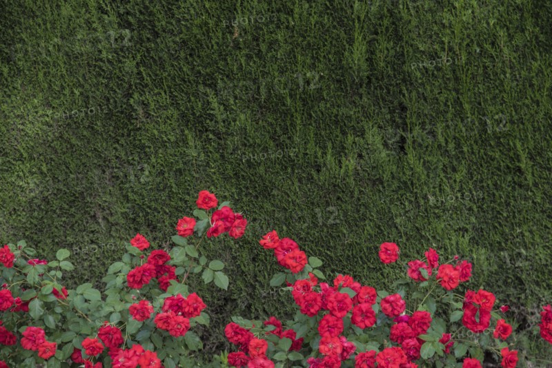 Red roses with green trees