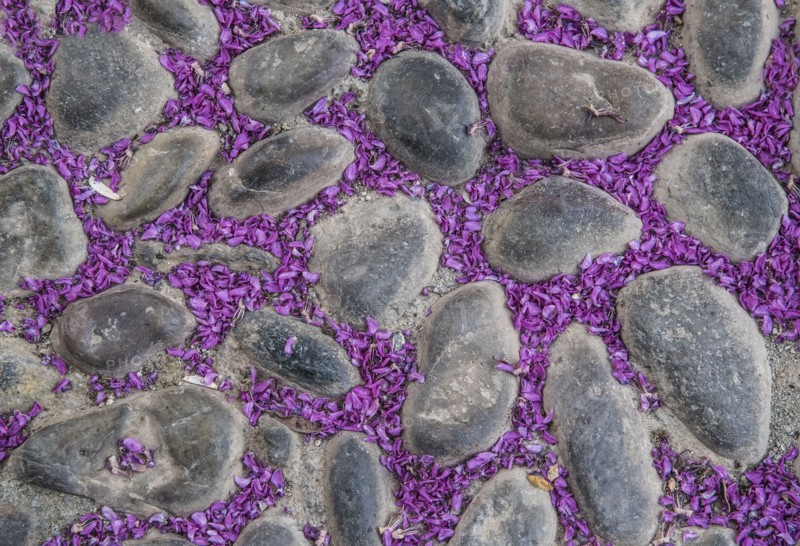 Petals of purple flower on cobblestone street