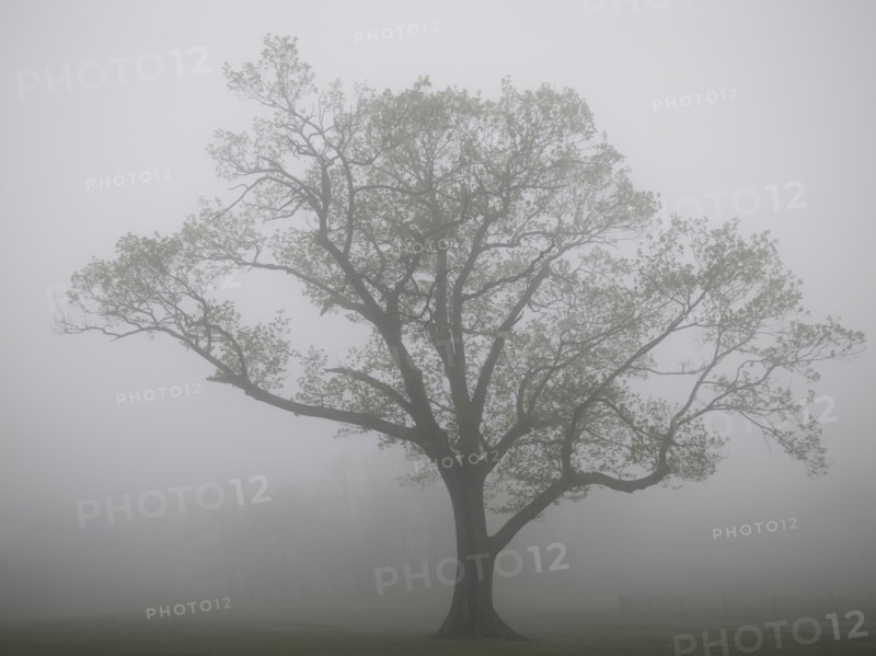 Single tree in fog