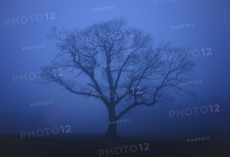 Single tree in fog