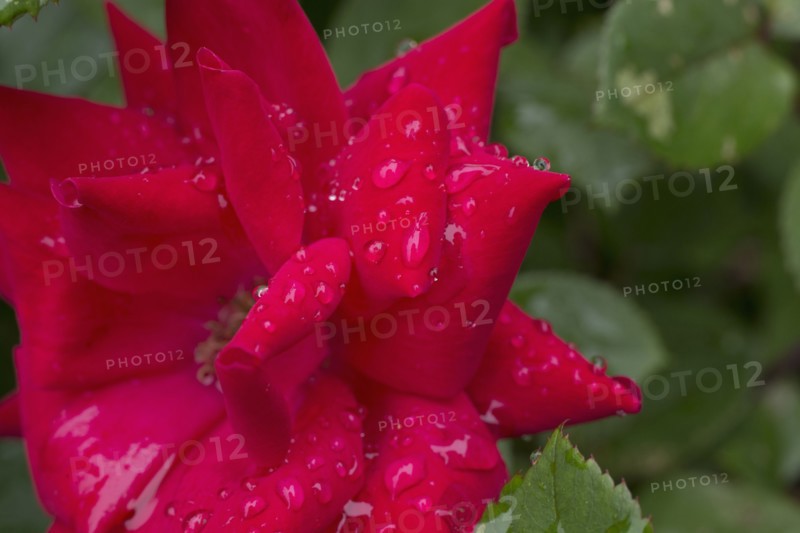 Close-up of wet rose