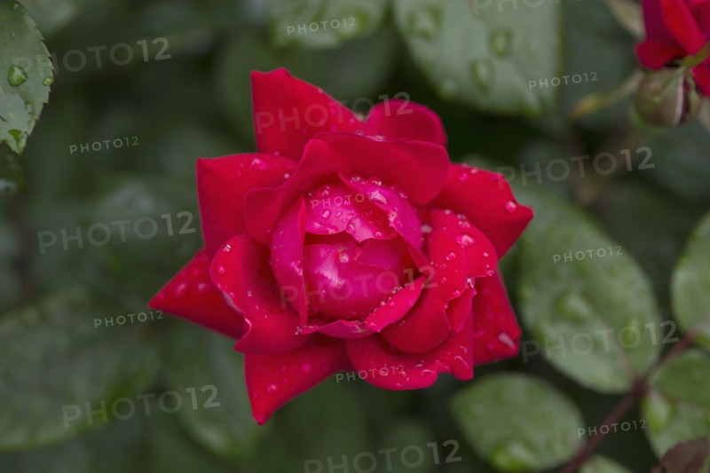 Close-up of wet rose