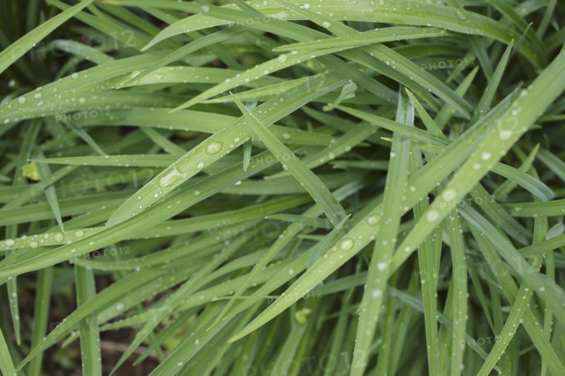 Close-up of wet leaves