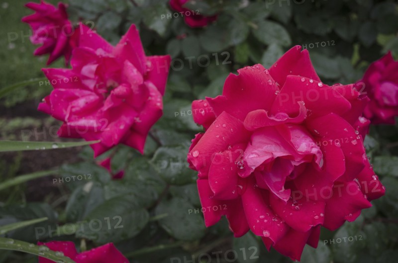 Close-up of wet rose