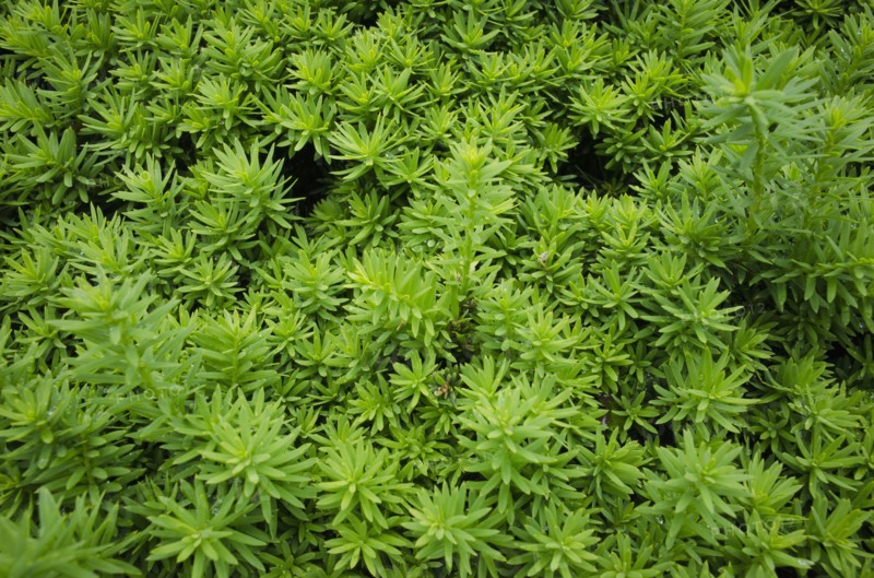 Close-up of wet leaves