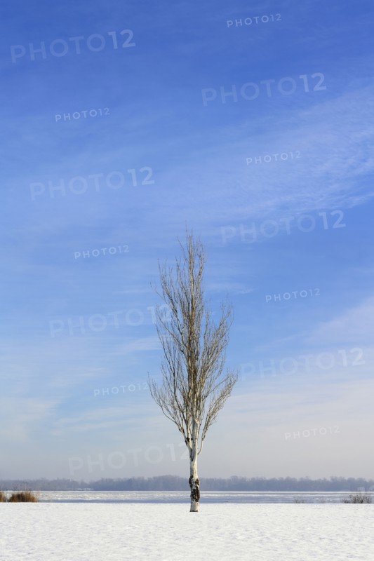 Ukraine, Dnepropetrovsk region, Dnepropetrovsk city, Lone birch tree in winter landscape