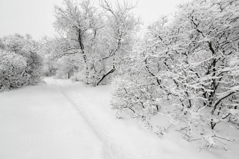 Ukraine, Dnepropetrovsk region, Dnepropetrovsk city, Snow-covered trees in park