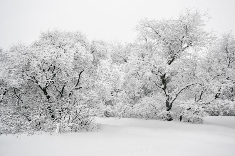 Ukraine, Dnepropetrovsk region, Dnepropetrovsk city, Tree area in winter