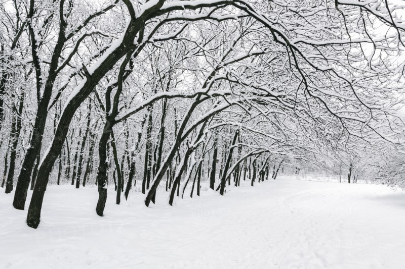 Ukraine, Dnepropetrovsk region, Dnepropetrovsk city, Treelined alley in winter
