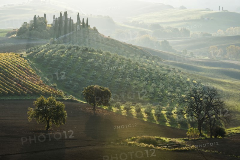 Italy, Tuscany, San Quirico D'orcia, Podere Belvedere, Green hills, olive gardens and small vineyard under rays of morning sun