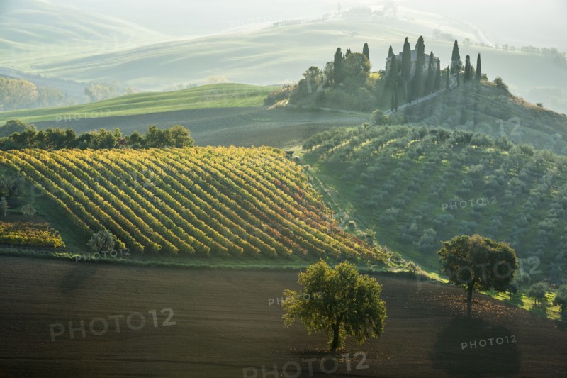 Italy, Tuscany, San Quirico D'orcia, Podere Belvedere, Green hills, olive gardens and small vineyard under rays of morning sun