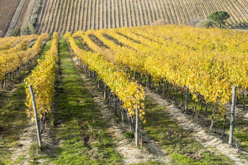 Italy, Tuscany, Torrita di Siena, Yellow vineyard fields with parallel rows of grapevines