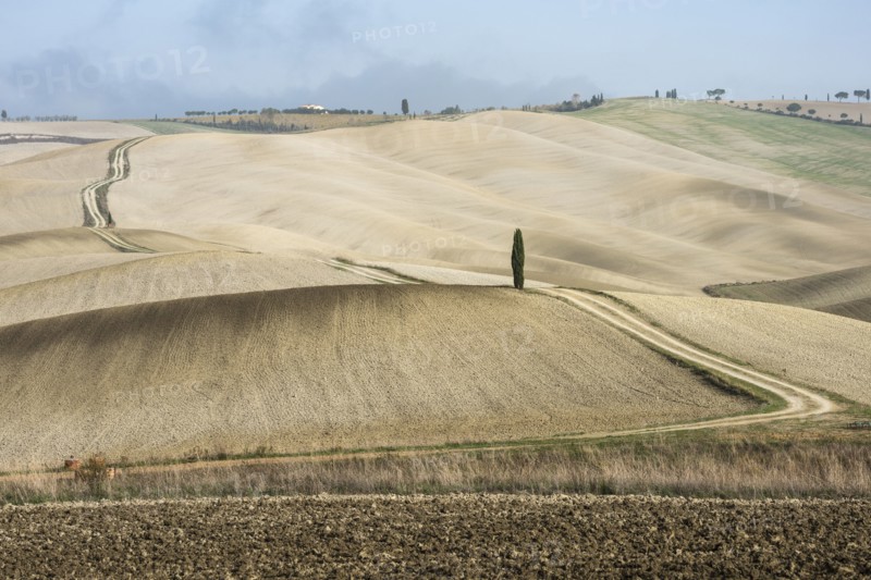 Italy, Tuscany, San Quirico D'orcia, Long twisting rural road leading through endless fields and lonely cypress tree