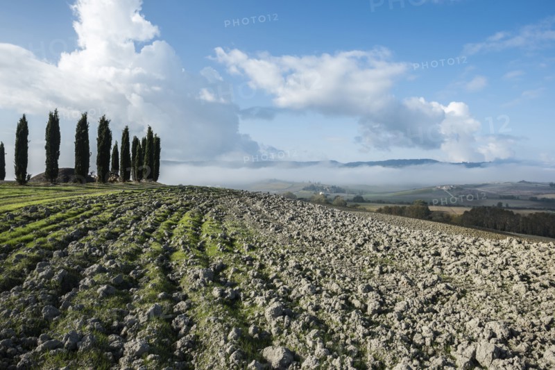 Italy, Tuscany, San Quirico D'orcia, View of plowed fertile soil and green cypress trees with blue cloudy sky