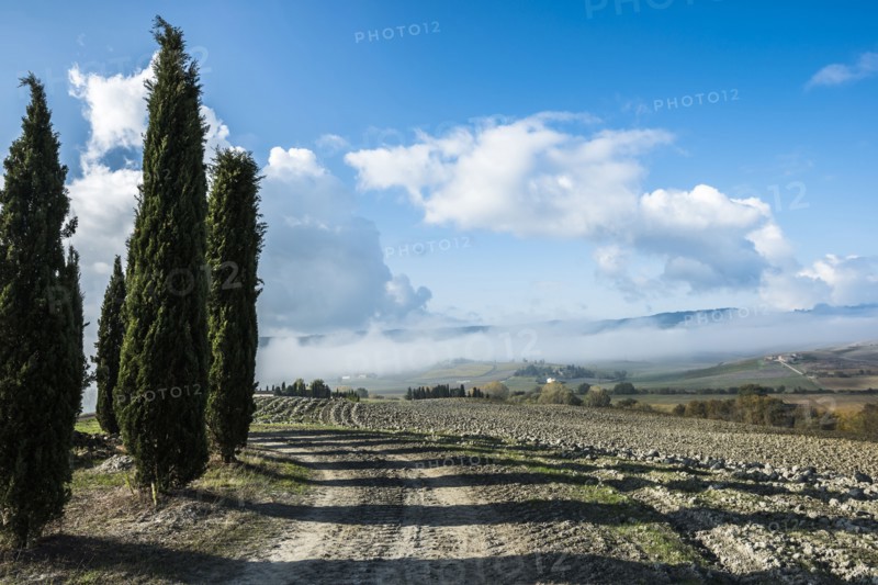 Italy, Tuscany, San Quirico D'orcia, View of plowed fertile soil and green cypress trees with blue cloudy sky