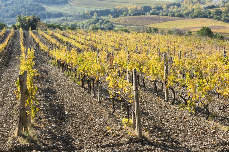 Italy, Tuscany, Ciacci Piccolomini D'Aragona, Harvested and bare grapevine rows