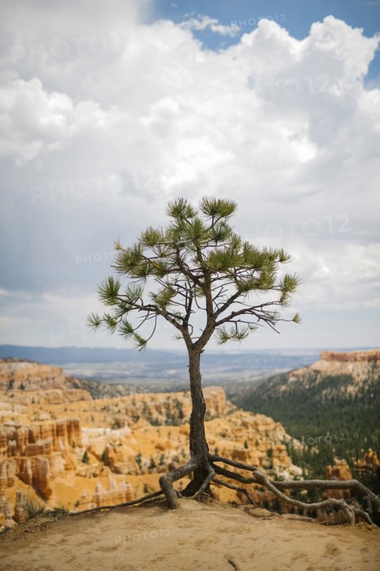 USA, Utah, Single tree in Bryce Canyon National Park