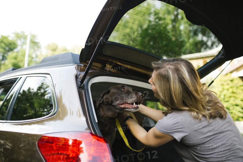 Woman with Labrador Retriever on leash in car trunk