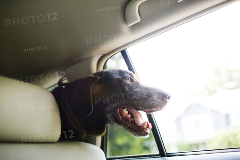 Labrador Retriever looking through car window