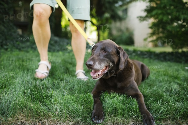 Woman with Labrador Retriever on leash