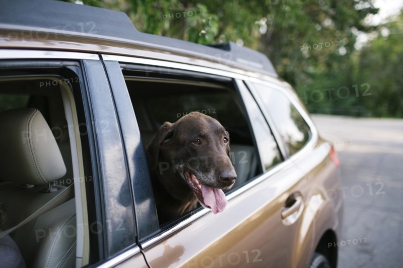 Labrador Retriever looking through car window
