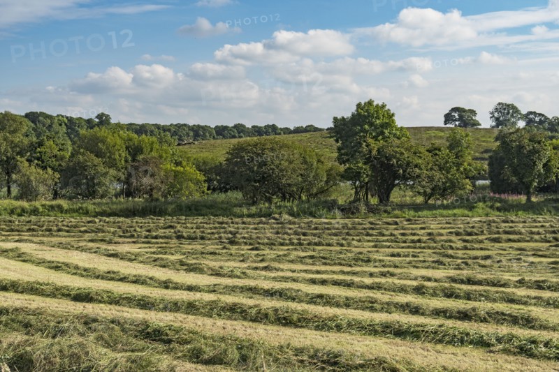 Ireland, County Cavan, Field with hay on sunny day
