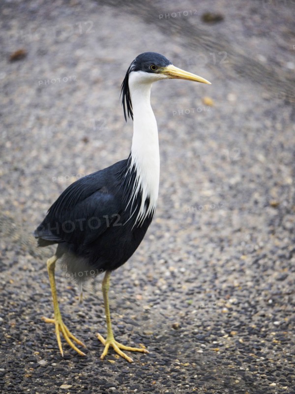 Pied heron (Ardea picata) walking