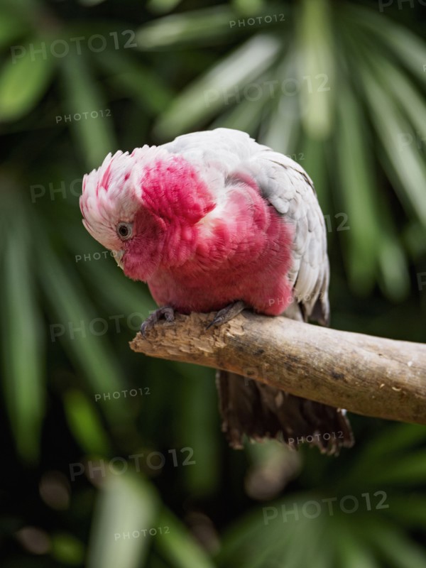 Galah (Eolophus roseicapilla) perching on branch