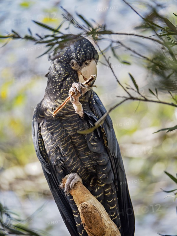 Red-tailed black cockatoo (Calyptorhynchus banksii) perching on branch