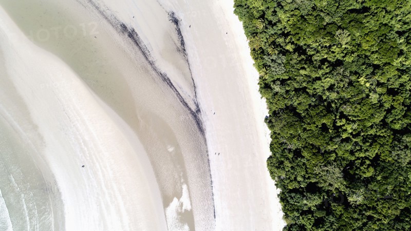 Australia, Queensland, Rainforest next to beach