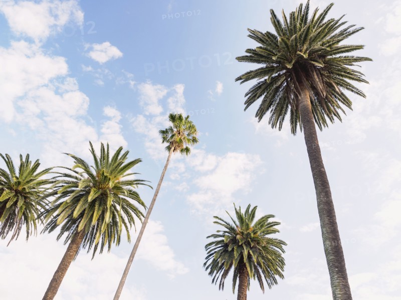 Palm trees against blue sky