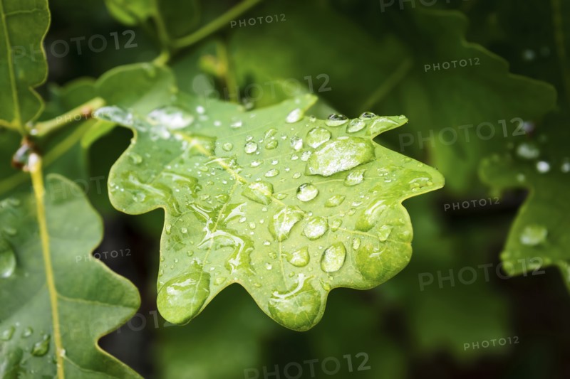 Water drop on green Oak (Quercus) leaf