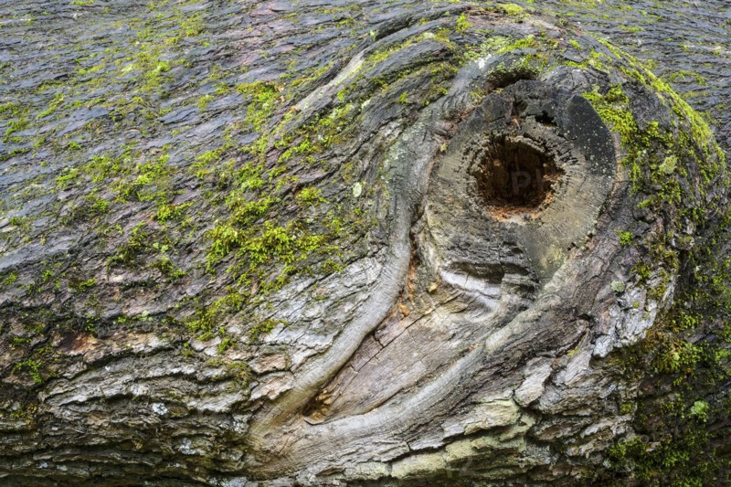 Bark of Oak (Quercus)