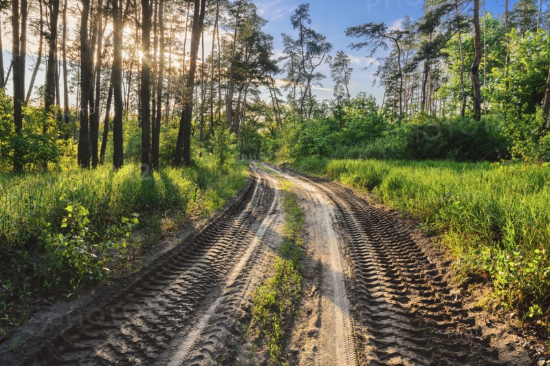 Ukraine, Dnepropetrovsk region, Novomoskovsk district, Tire tracks on dirt road in forest
