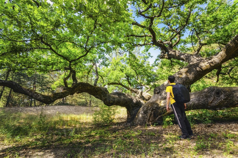 Ukraine, Dnepropetrovsk region, Novomoskovsk district, Man standing next to Oak (Quercus) tree