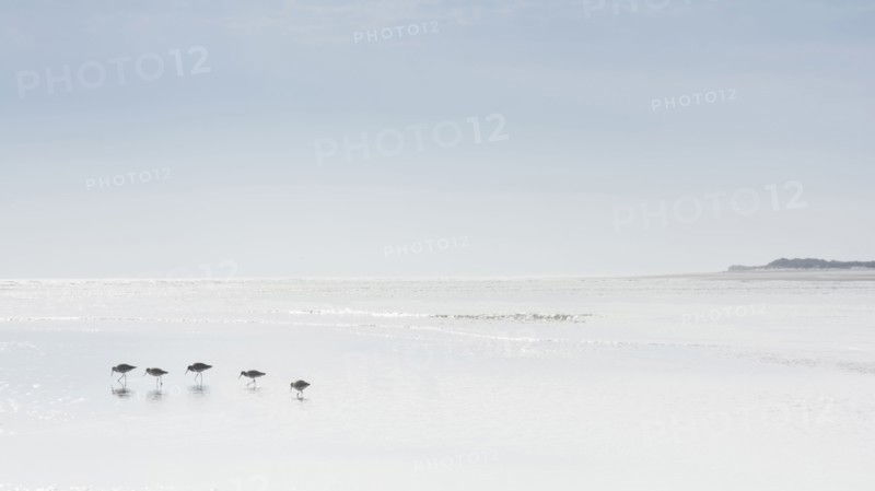 Birds walking on beach