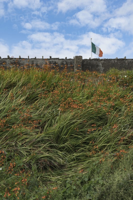 Ireland, Donegal County, Dungloe, Flag of Ireland by stone wall